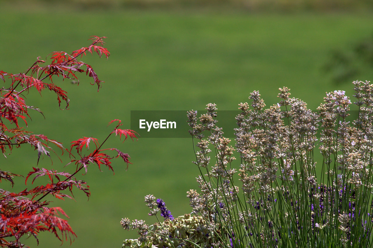 Close-up of flowering plants on field