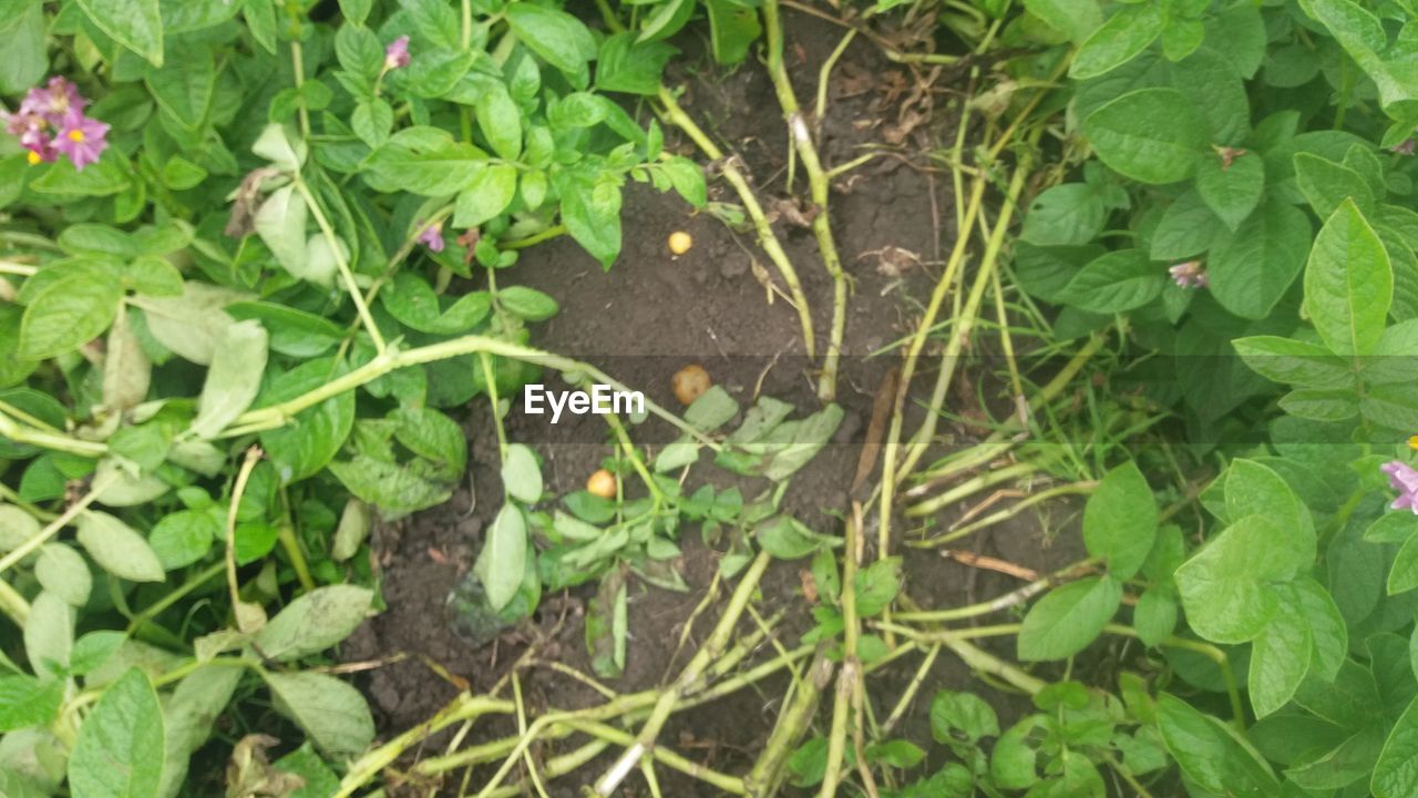 CLOSE-UP HIGH ANGLE VIEW OF PLANT