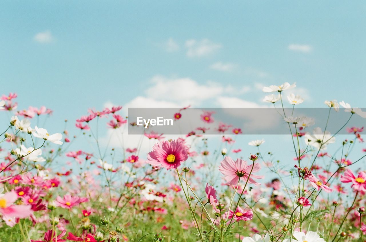 Pink flowering plants on field against sky