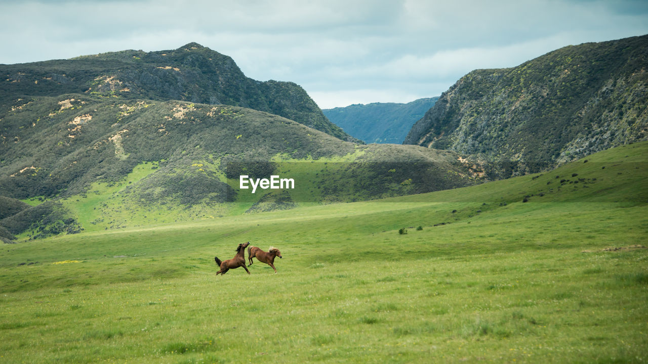 HORSES IN A VALLEY