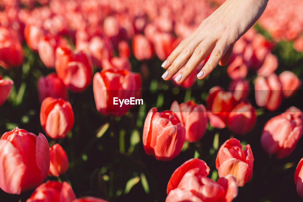plant, flower, red, flowering plant, hand, freshness, beauty in nature, tulip, nature, close-up, petal, adult, growth, one person, women, pink, selective focus, outdoors, fragility, abundance, day, holding, lifestyles, sunlight