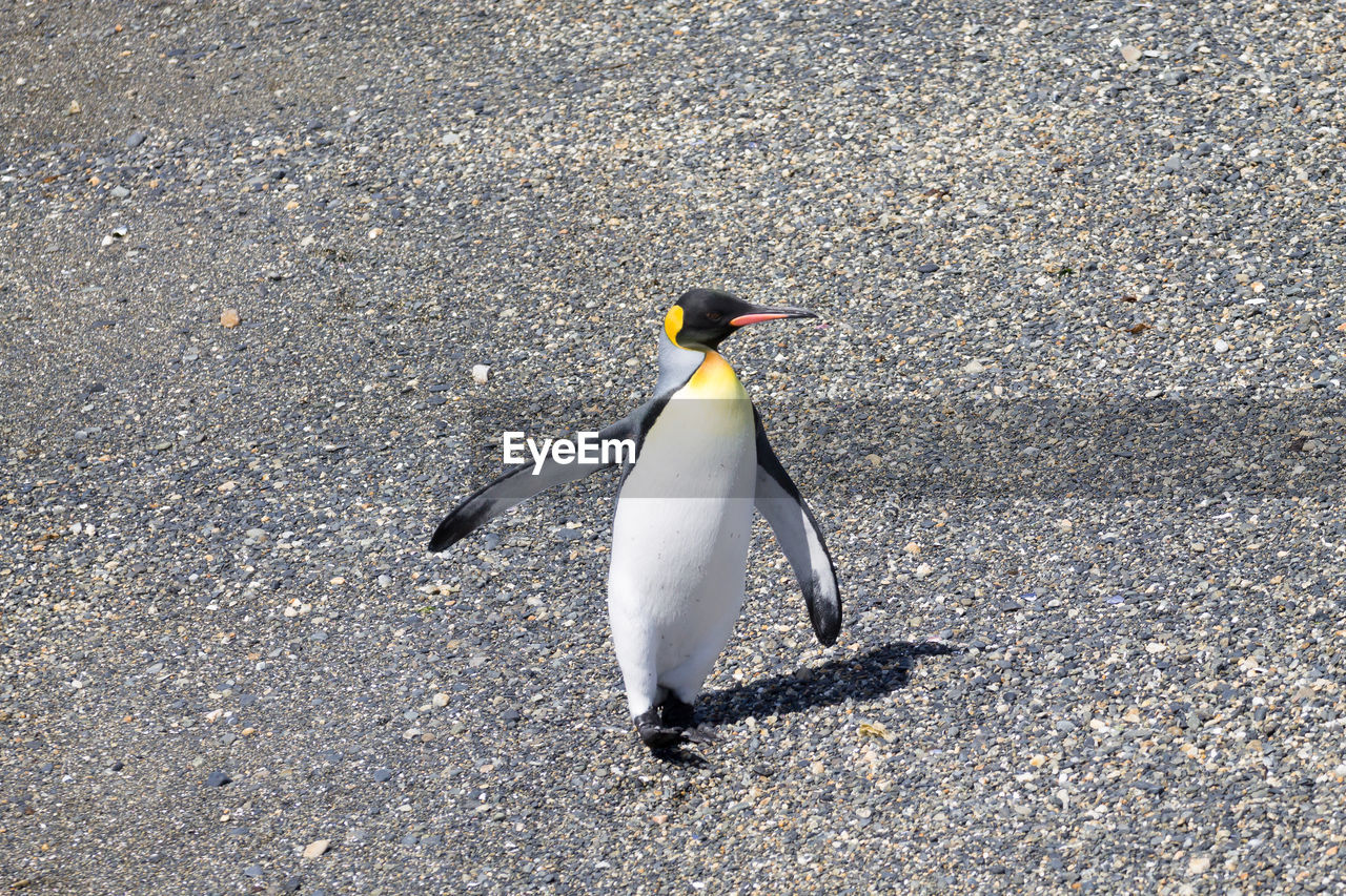 HIGH ANGLE VIEW OF A BIRD ON THE BEACH