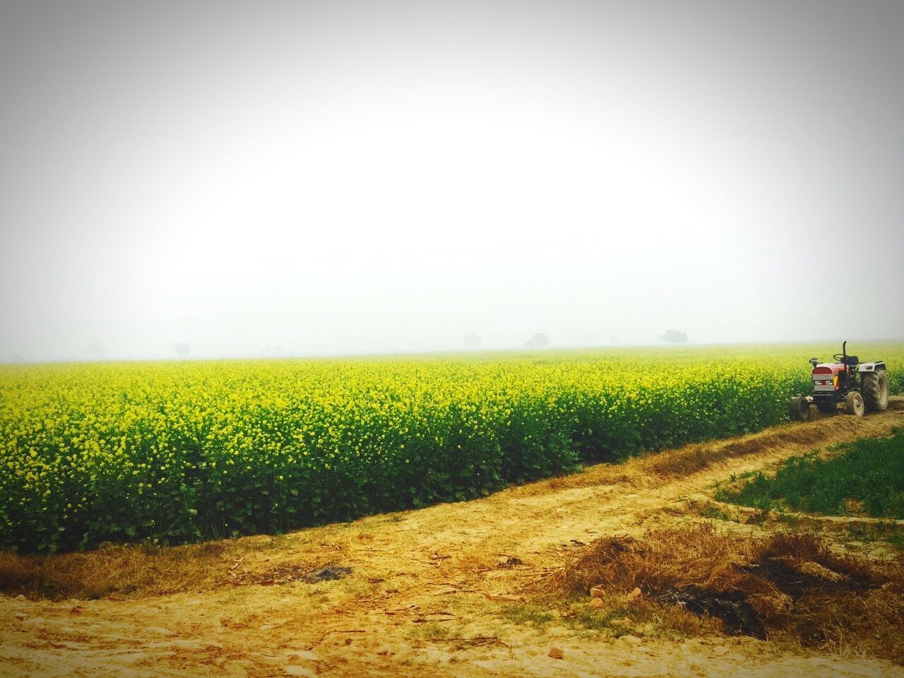 Scenic view of field against yellow sky