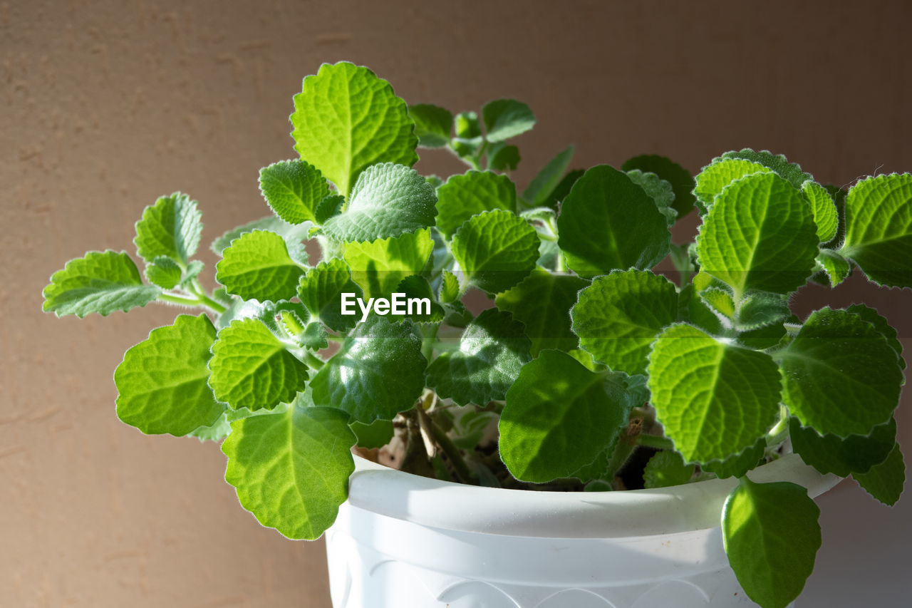 CLOSE-UP OF FRESH POTTED PLANT LEAVES