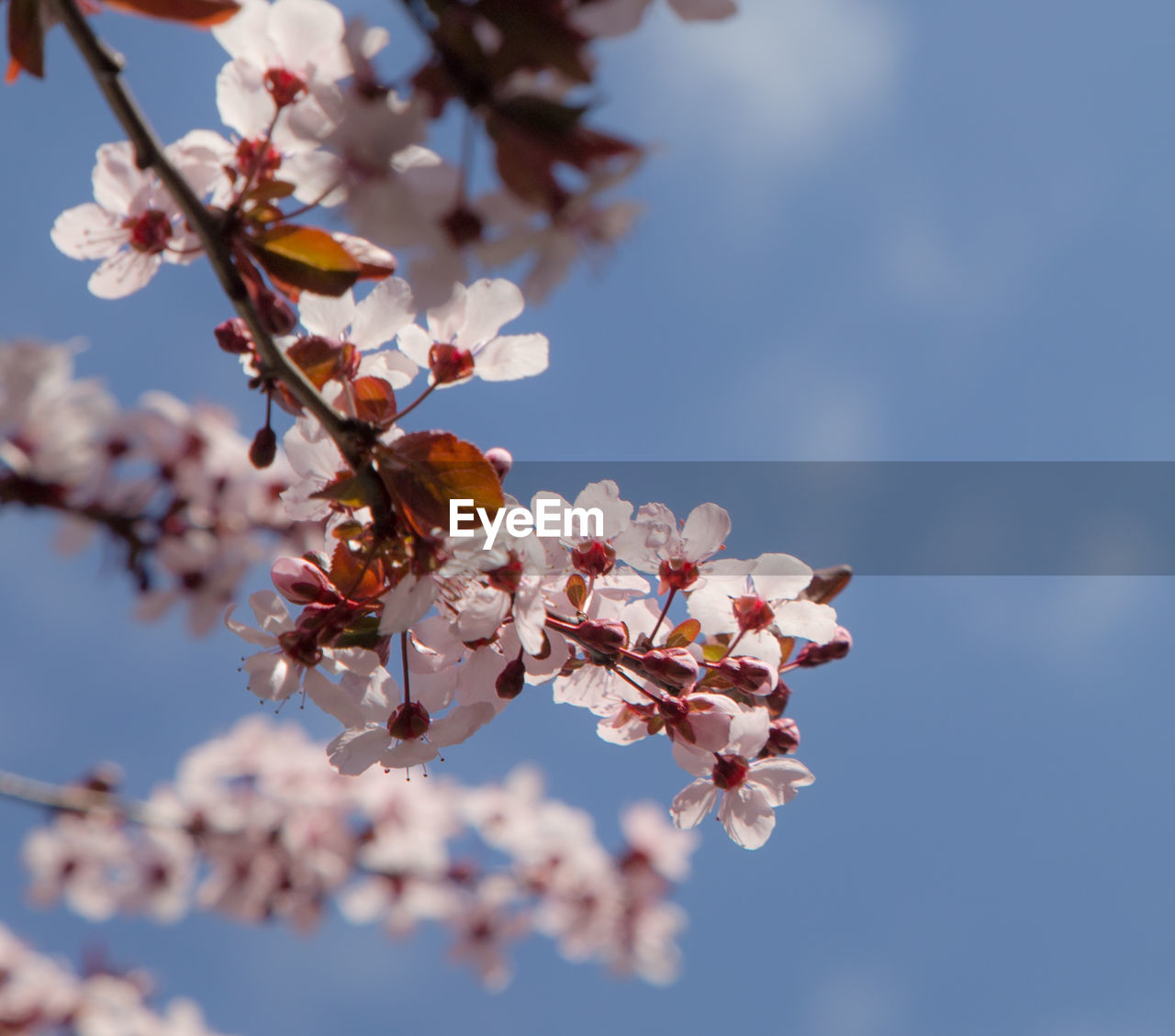 Low angle view of cherry blossoms in spring