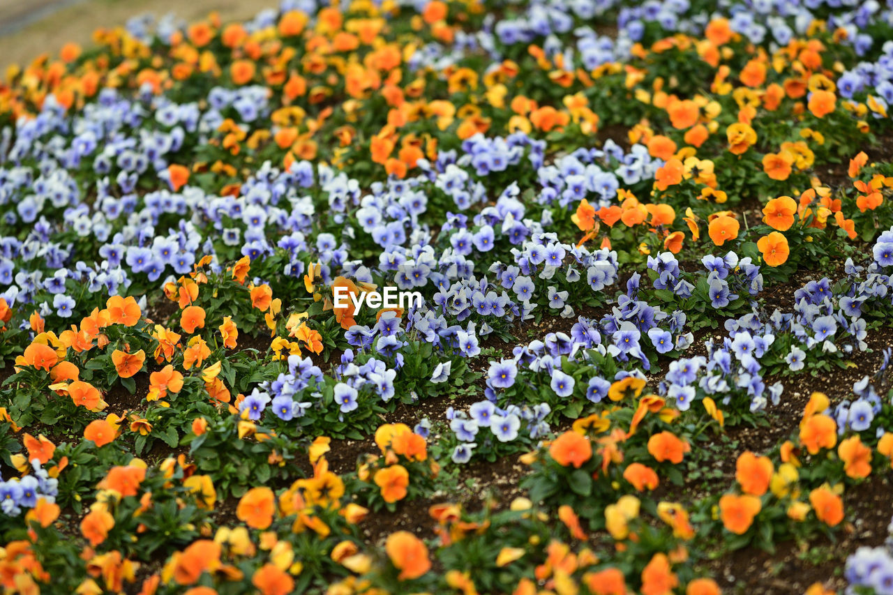 Various colors of flowering plants on field