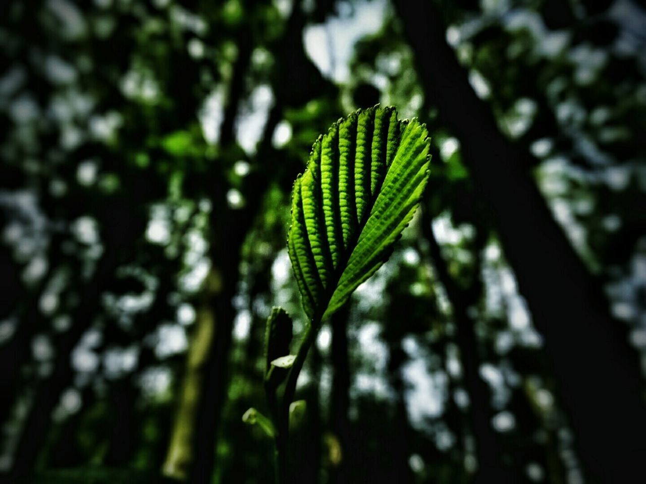 CLOSE-UP OF PLANT