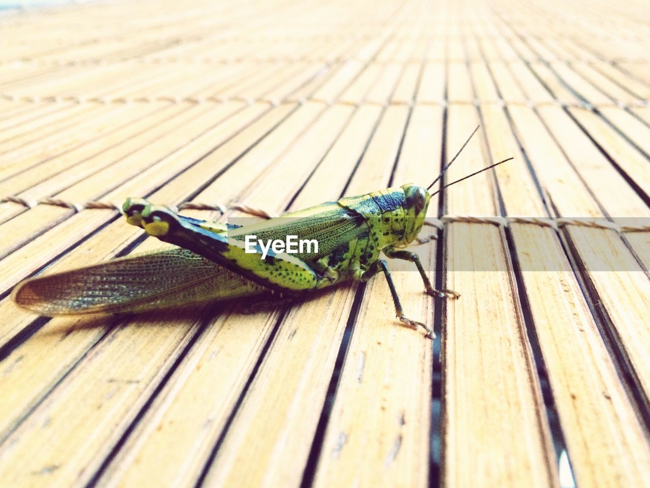 CLOSE-UP OF GRASSHOPPER ON WOODEN PLANK