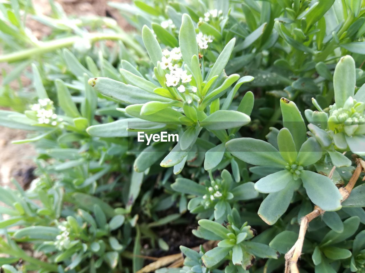 CLOSE-UP OF GREEN PLANT