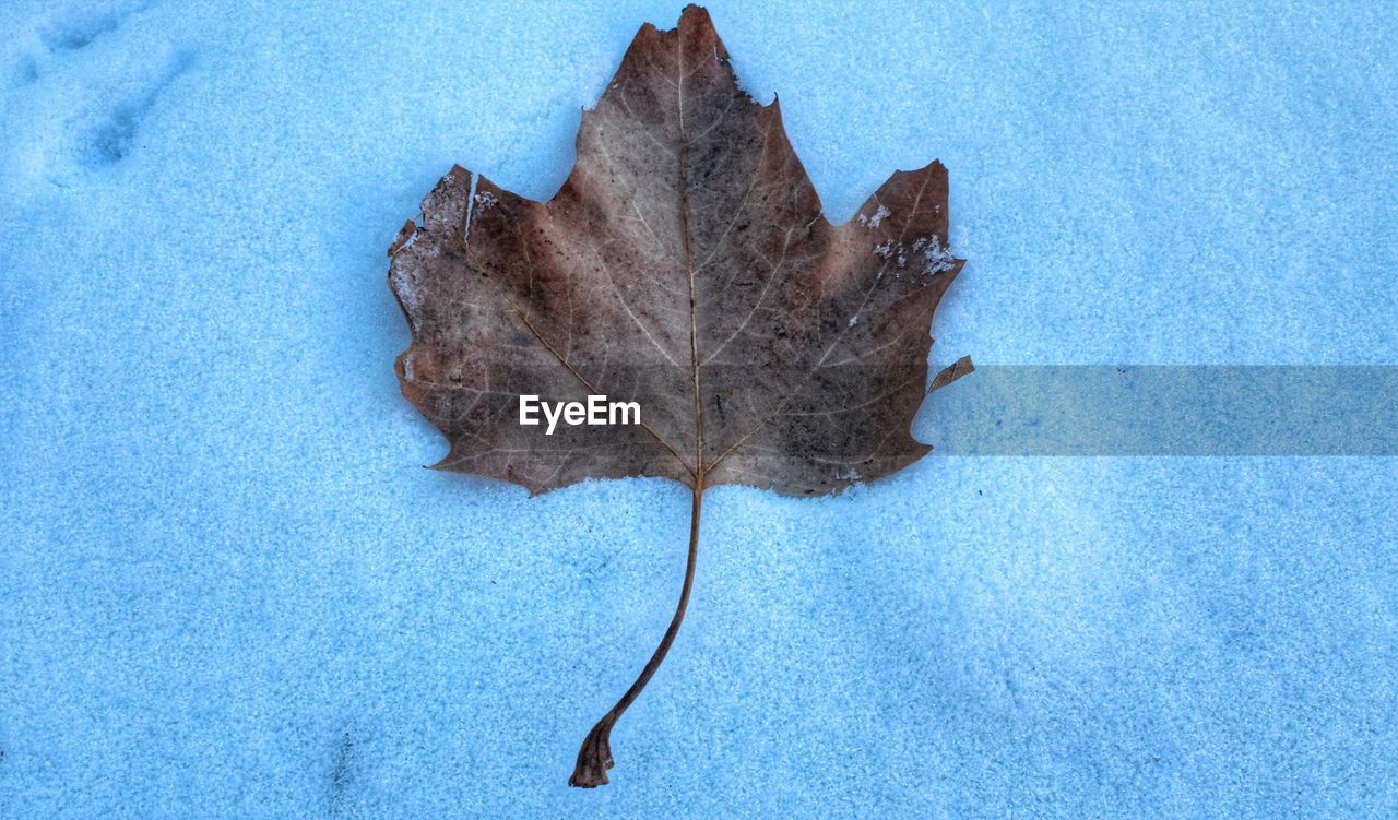 High angle view of dry leaf against blue background