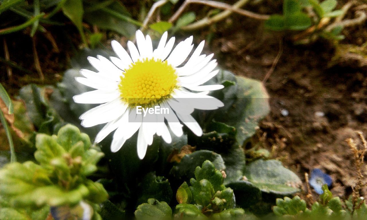 CLOSE-UP OF FLOWERS BLOOMING