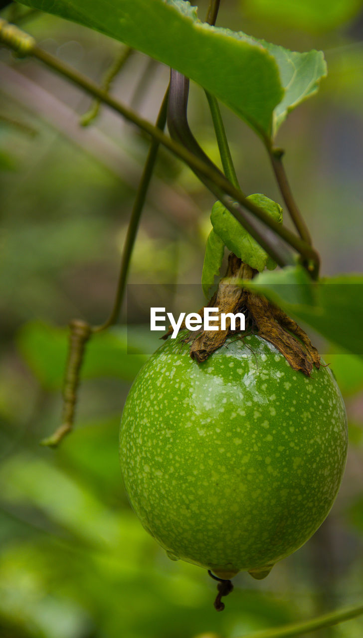 fruit, food, healthy eating, food and drink, green, plant, freshness, tree, produce, wellbeing, close-up, no people, growth, leaf, agriculture, nature, plant part, unripe, hanging, focus on foreground, fruit tree, branch, ripe, flower, outdoors, lemon tree, day, tropical fruit, organic, macro photography, citrus