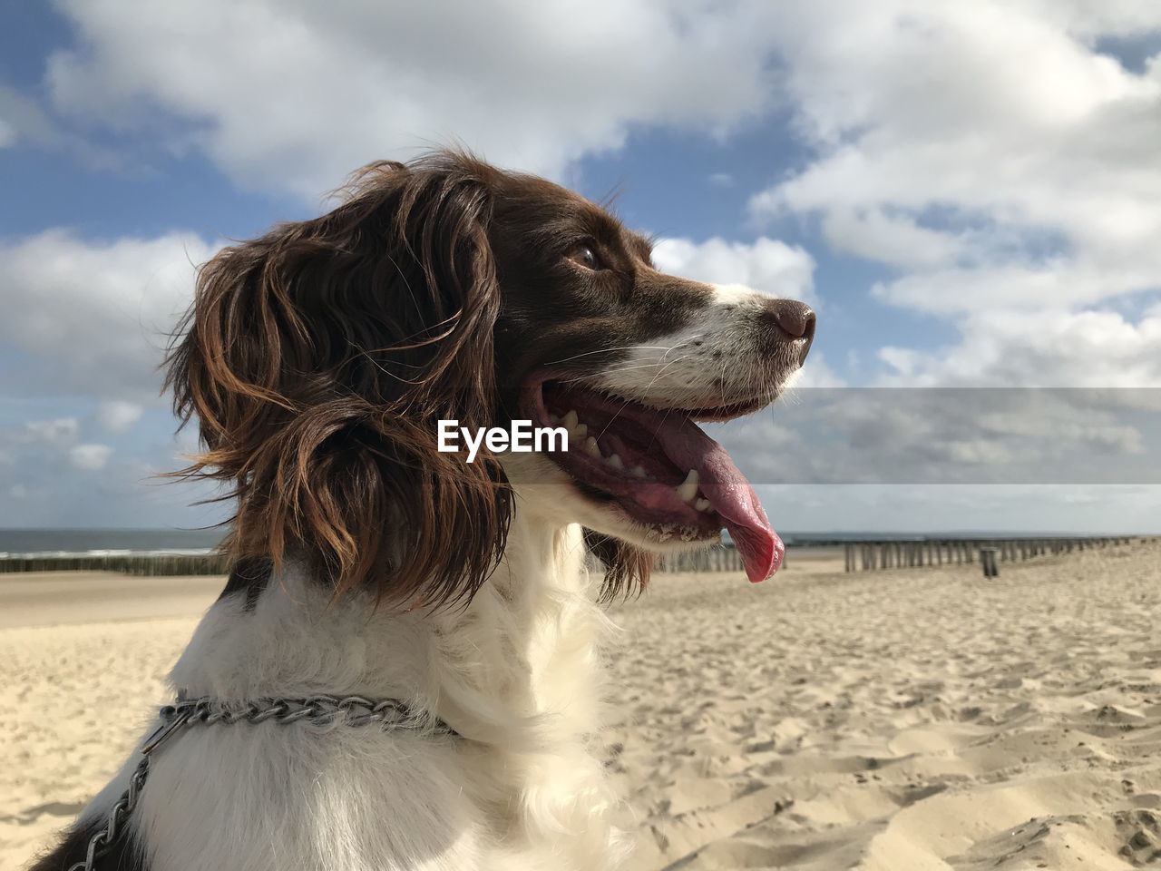 Dog looking away on beach