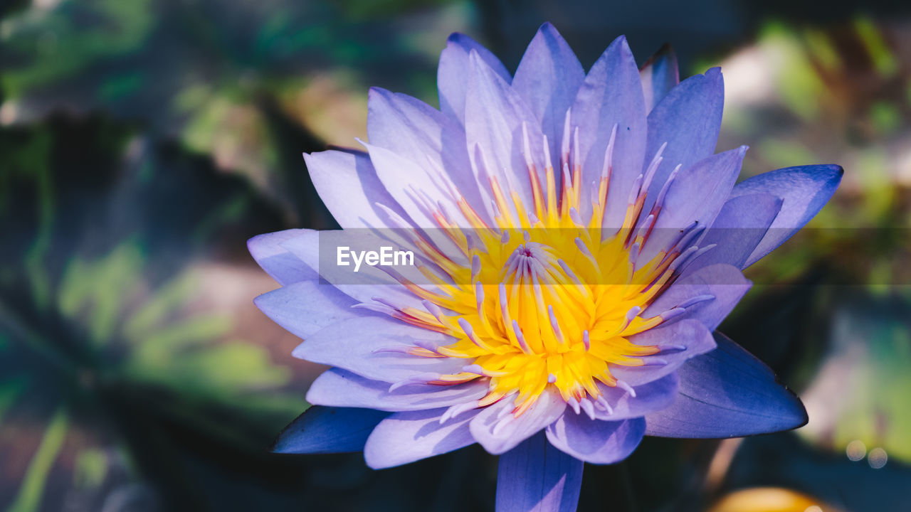 Close-up of purple flower