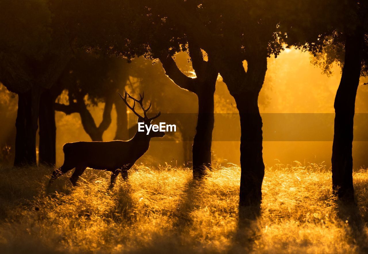 Silhouette of deer on field during sunset