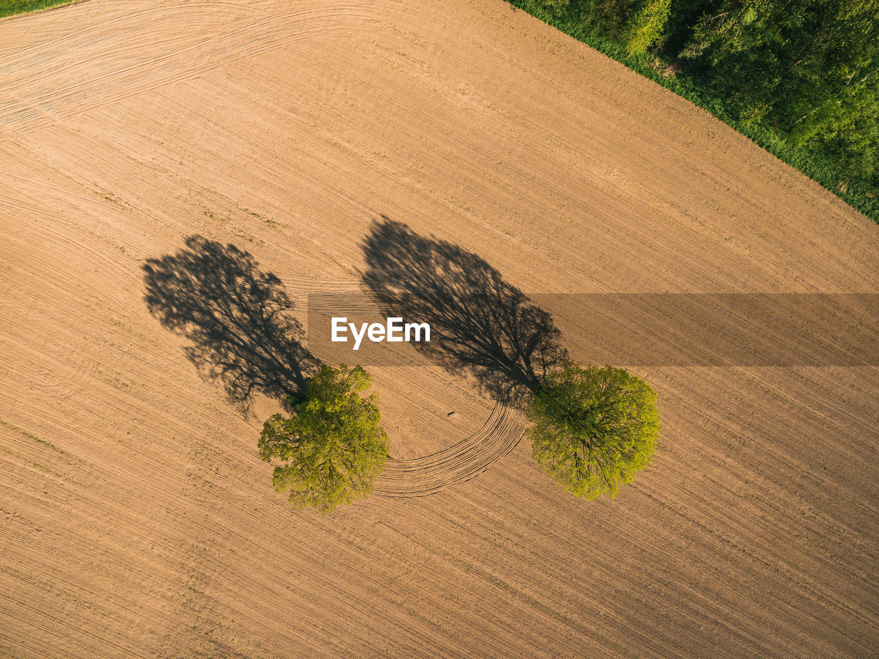 Aerial view of trees on field