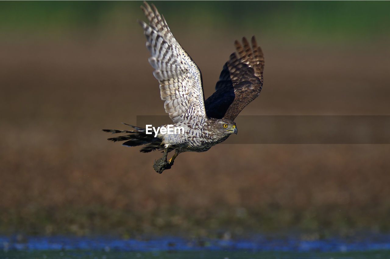 Northern goshawk taking off from the mud, crna mlaka fishpond