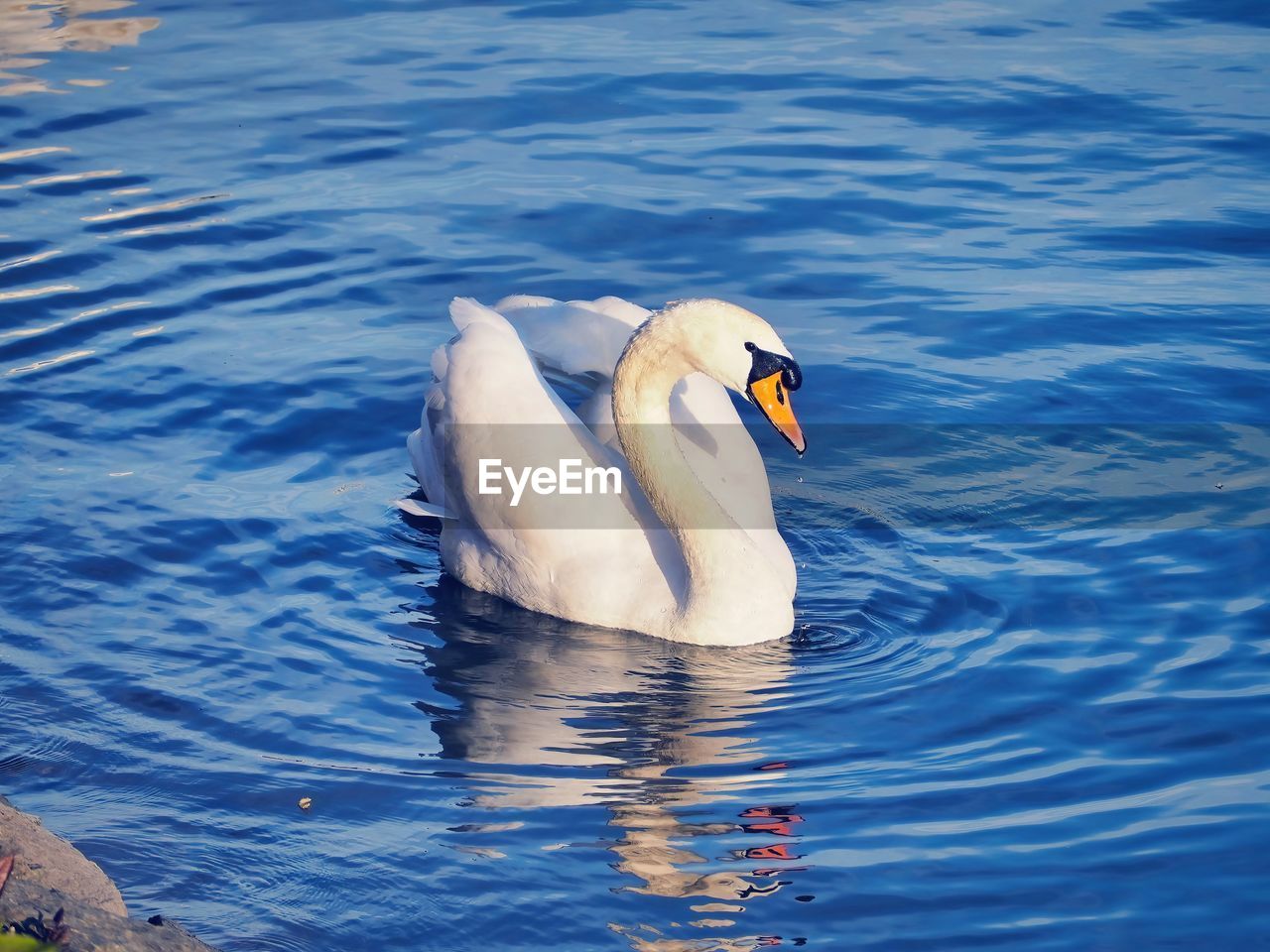 animal themes, animal, water, bird, animal wildlife, wildlife, one animal, swan, swimming, ducks, geese and swans, water bird, beak, lake, no people, nature, day, rippled, reflection, duck, waterfront, mute swan, outdoors, white