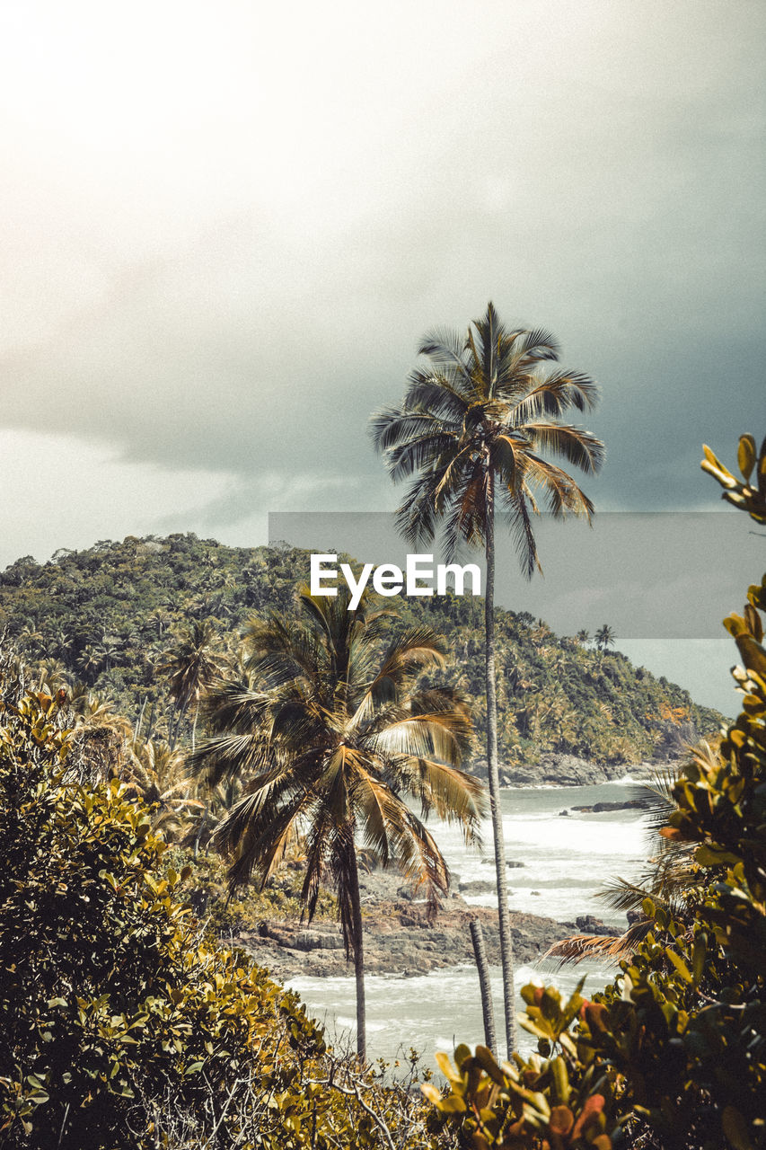 Scenic view of palm trees at beach against sky