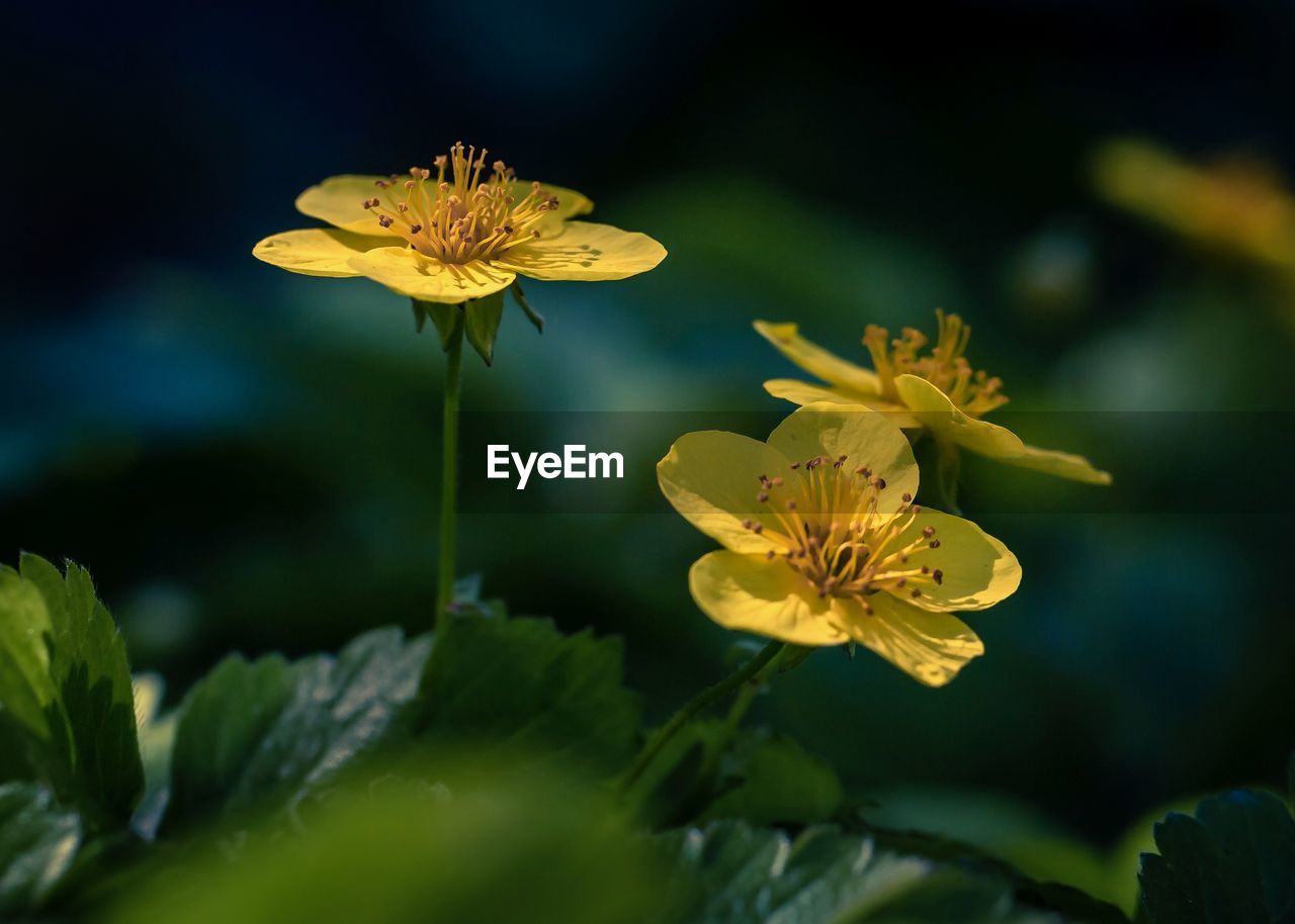 Close-up of yellow flowering plant