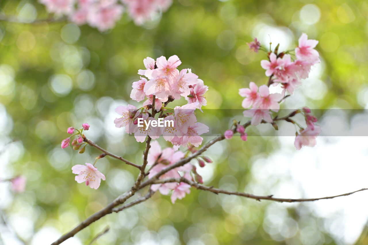 plant, flower, flowering plant, beauty in nature, springtime, tree, pink, freshness, blossom, fragility, nature, branch, growth, cherry blossom, close-up, outdoors, produce, flower head, no people, focus on foreground, inflorescence, spring, petal, day, food, tranquility, cherry tree, defocused, botany, fruit tree, selective focus, environment, plant part, food and drink, softness, sunlight