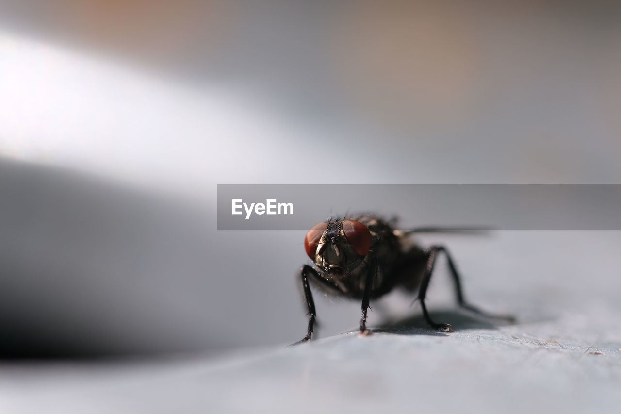 Close-up of fly on table