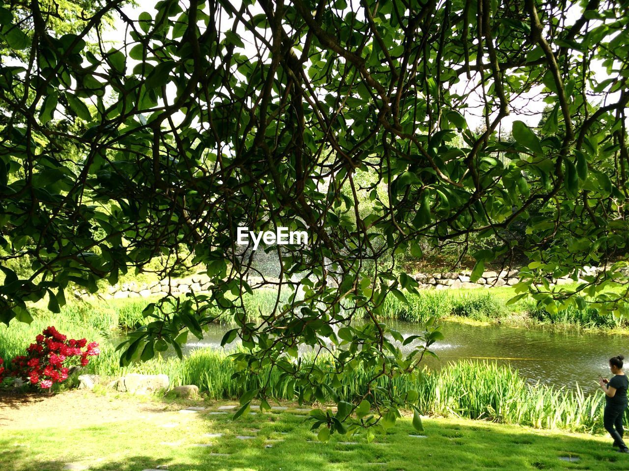 Branches by woman walking at park