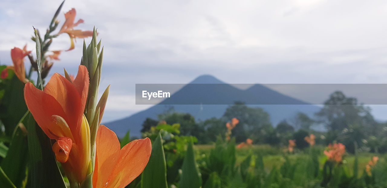 CLOSE-UP OF ORANGE FLOWERING PLANT AGAINST SKY