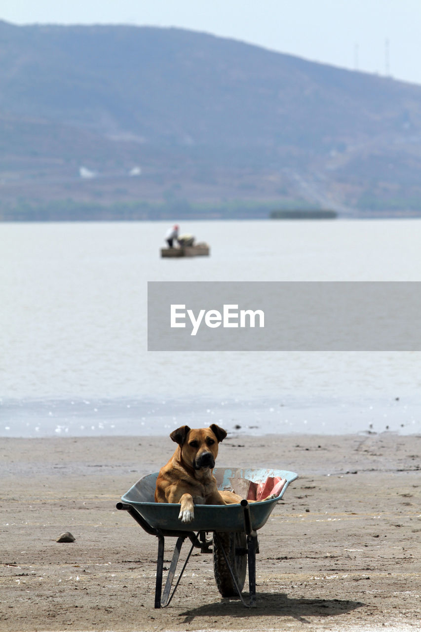 Dog sitting on wheelbarrow against sea at beach