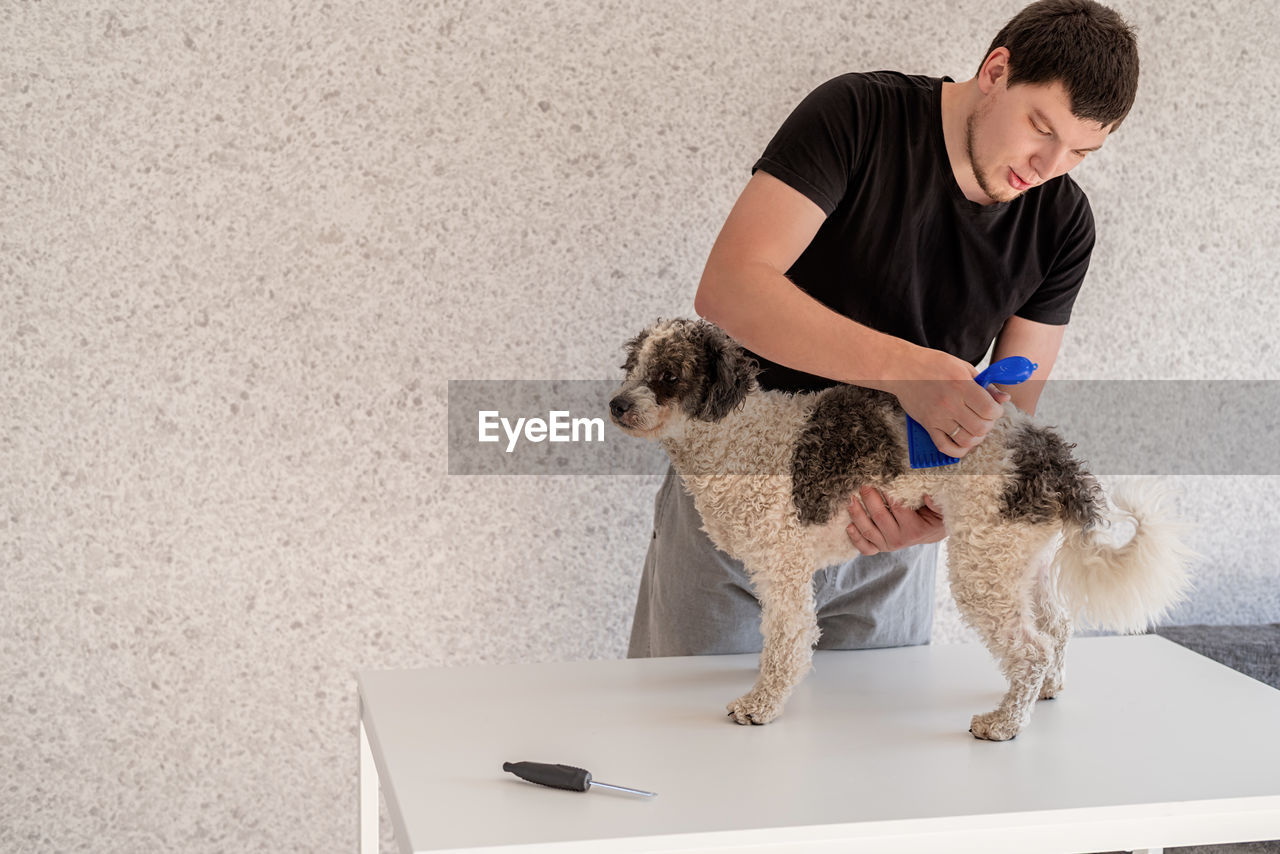 Stay home. pet care. man brushing his bichon frise dog