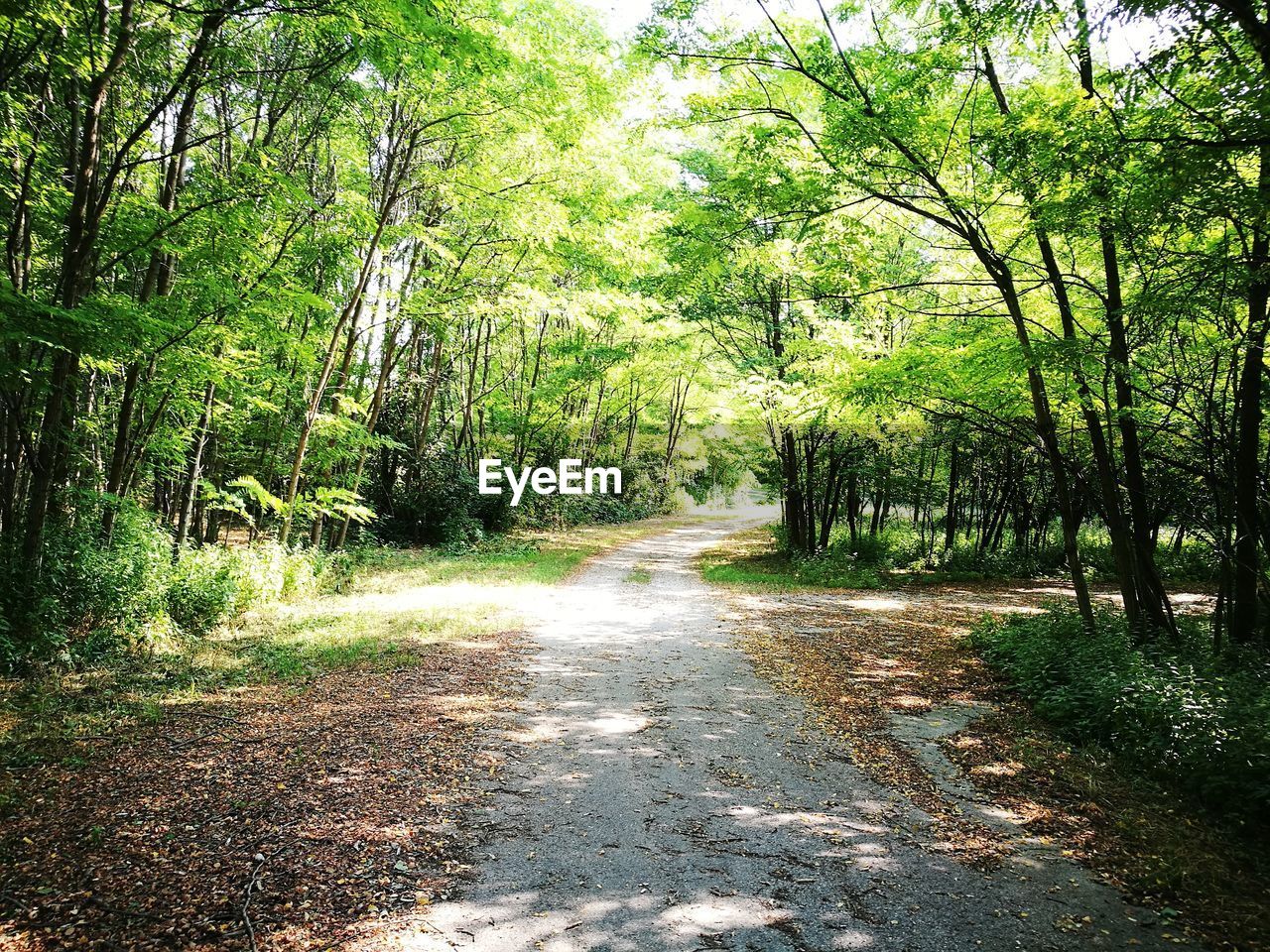 Road amidst trees in forest