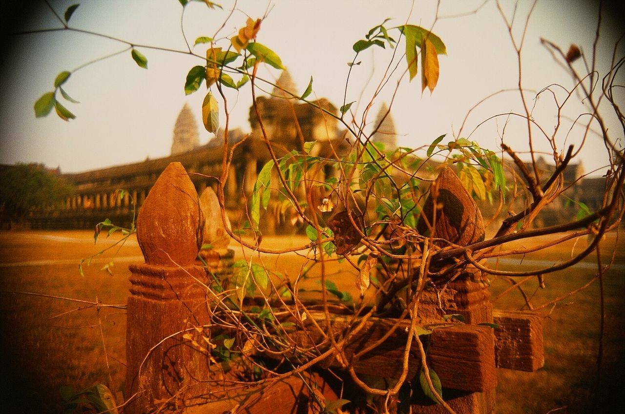 CLOSE-UP OF PLANTS GROWING ON FIELD AGAINST SKY