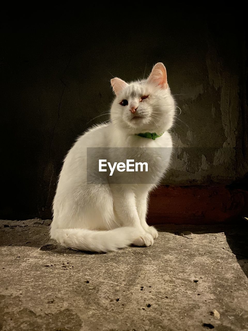 PORTRAIT OF CAT SITTING ON FLOOR