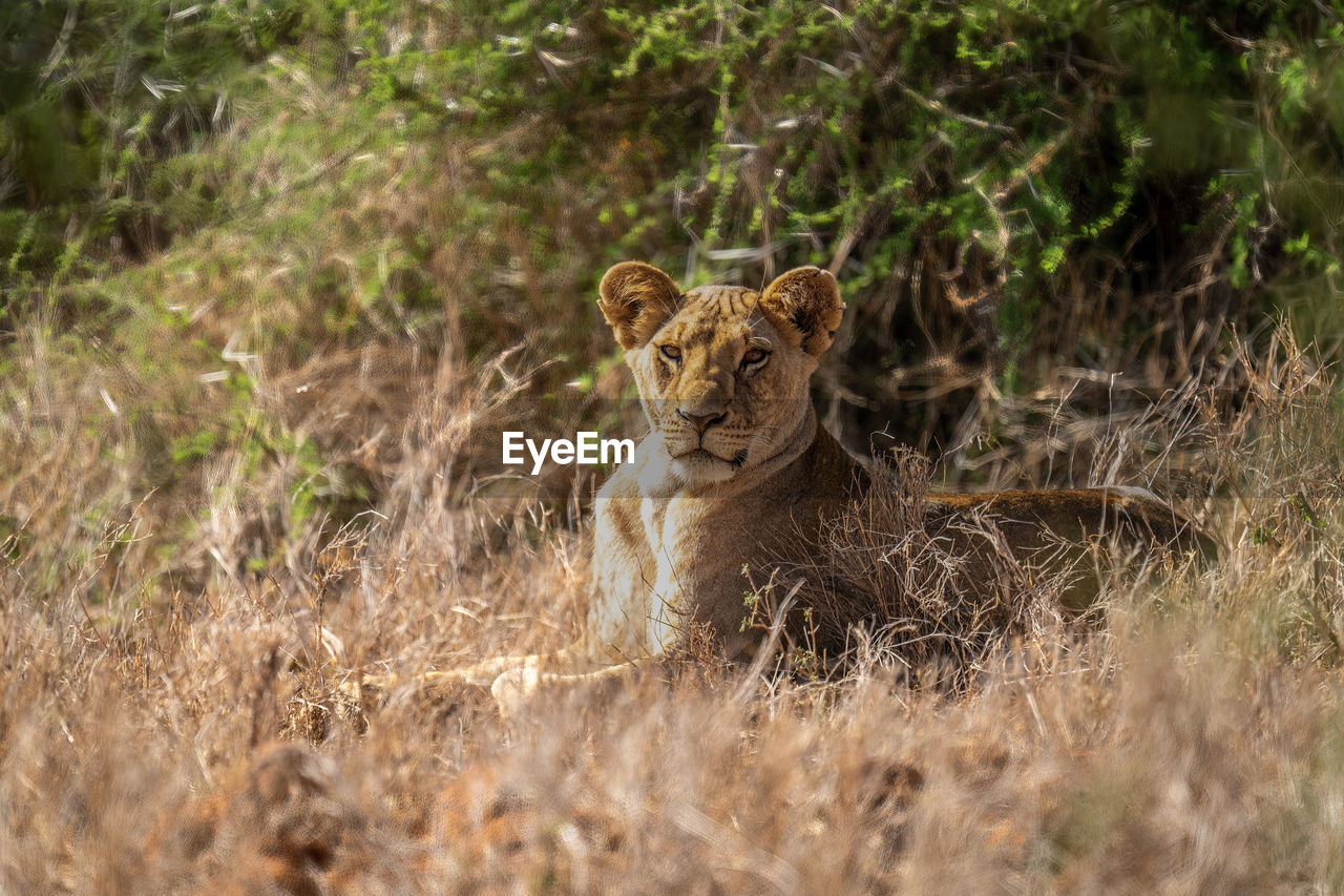 Lioness lies by bushes staring at camera