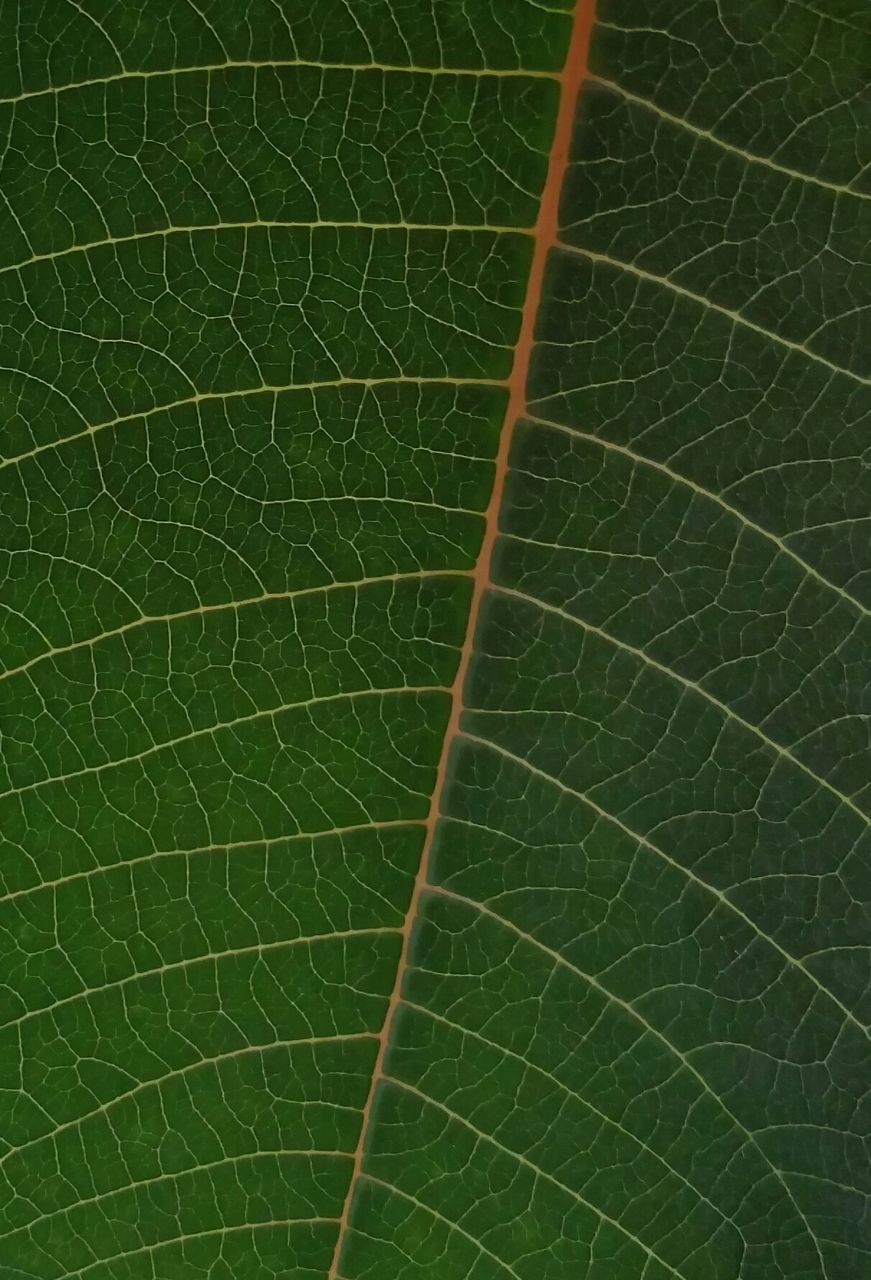 CLOSE-UP OF GREEN LEAF