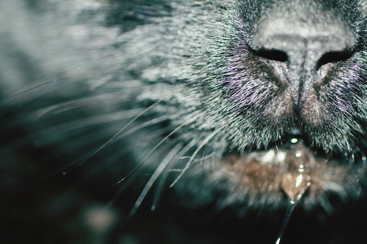 Extreme close up of a drooling animal