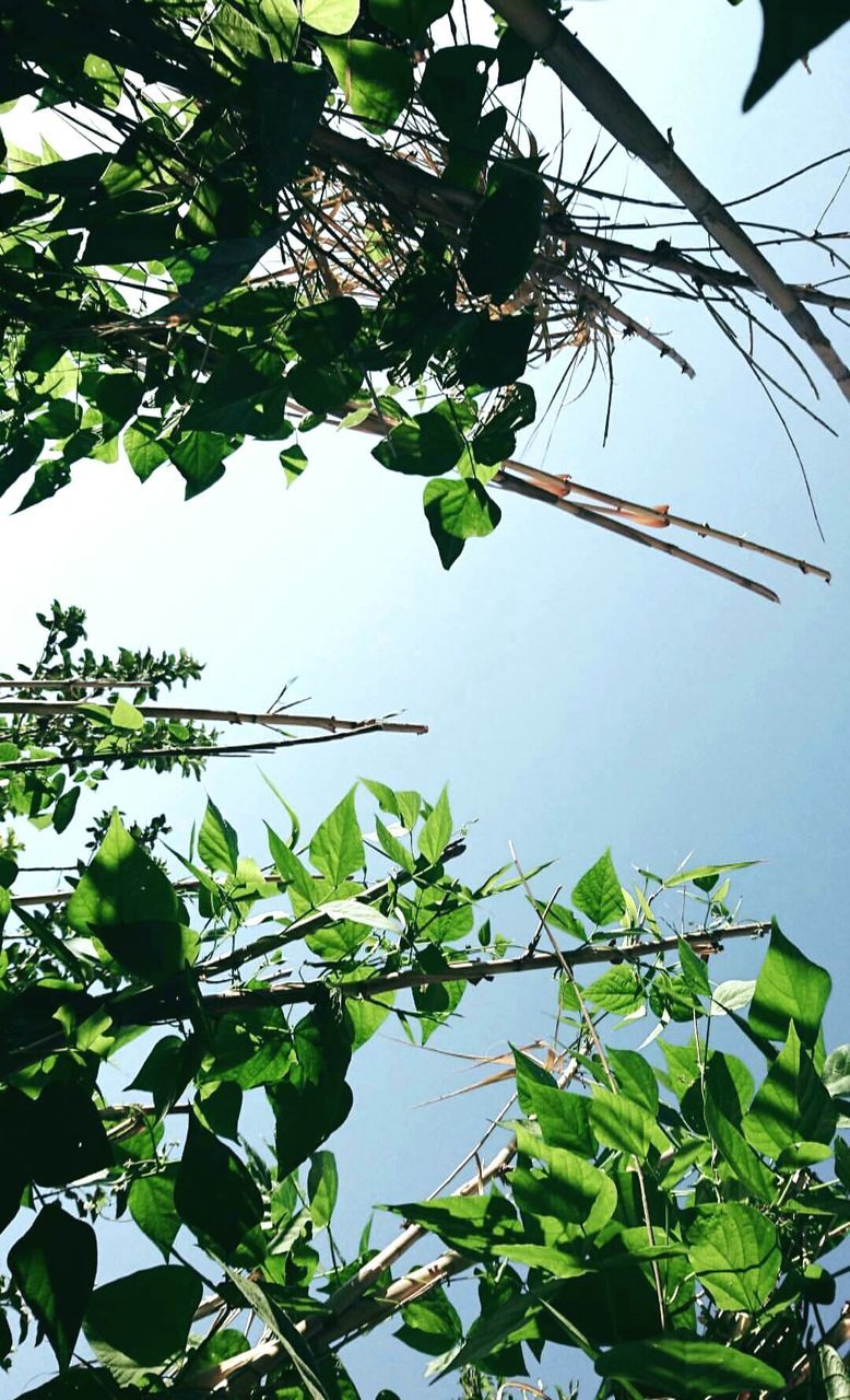 LOW ANGLE VIEW OF PLANTS GROWING IN FARM AGAINST SKY