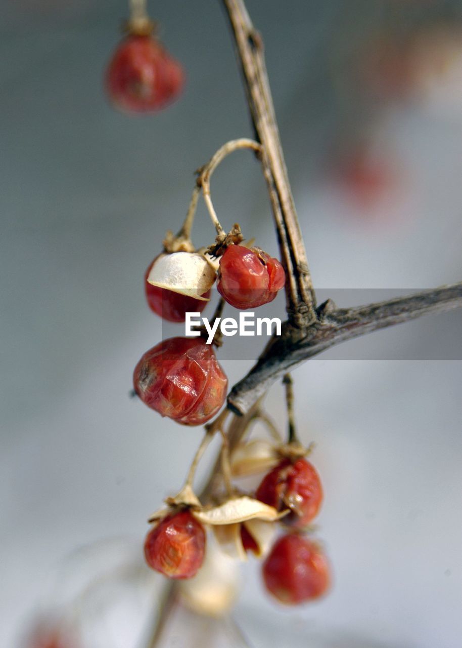 CLOSE-UP OF BERRIES ON PLANT