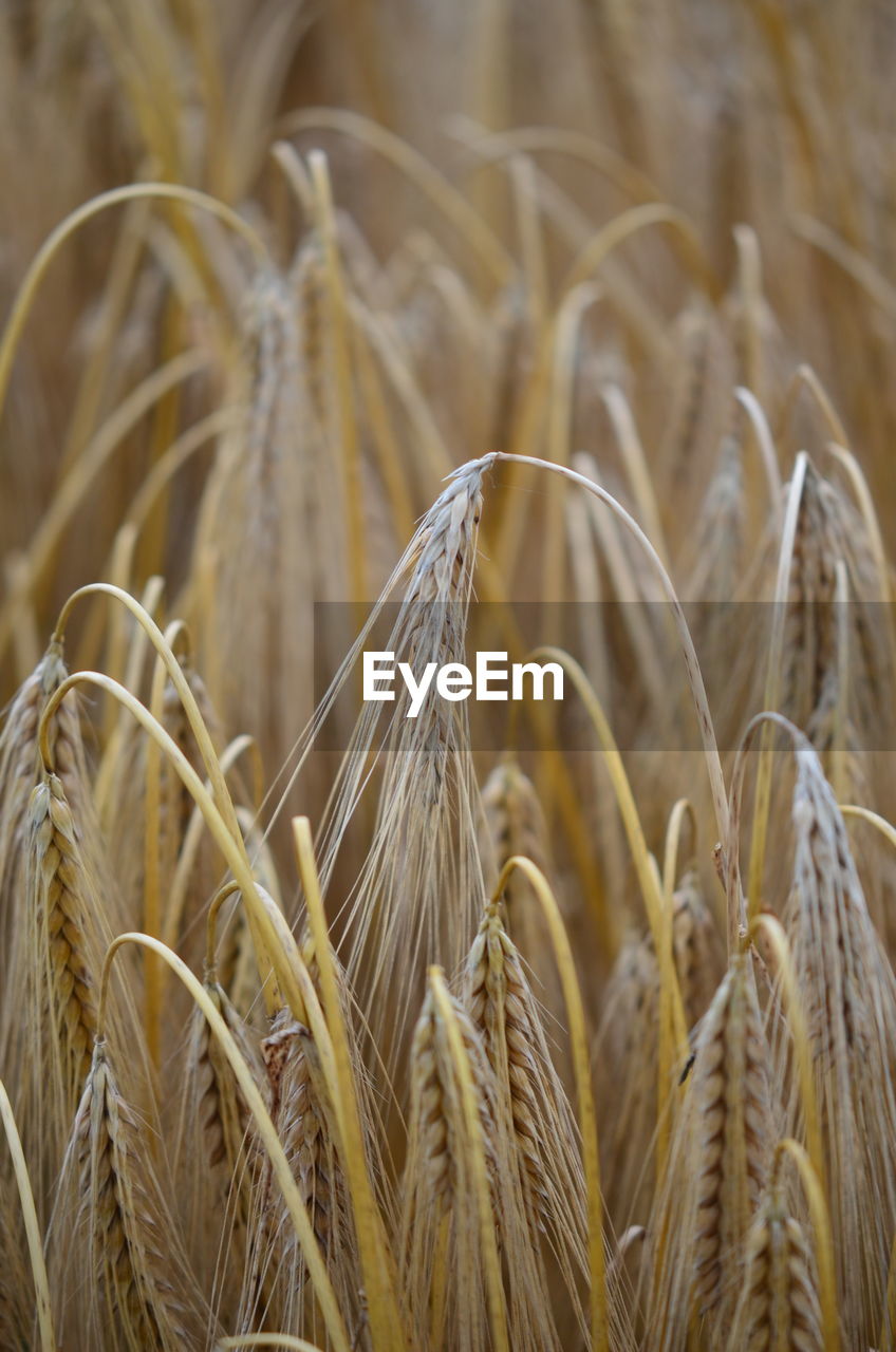 CLOSE-UP OF WHEAT CROP IN FIELD