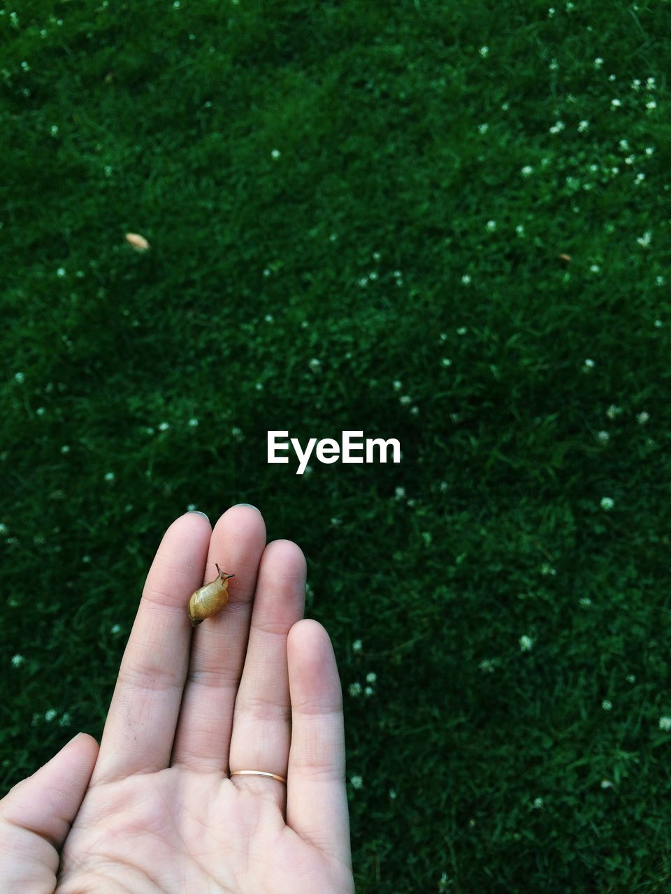 Close-up of a hand holding insect