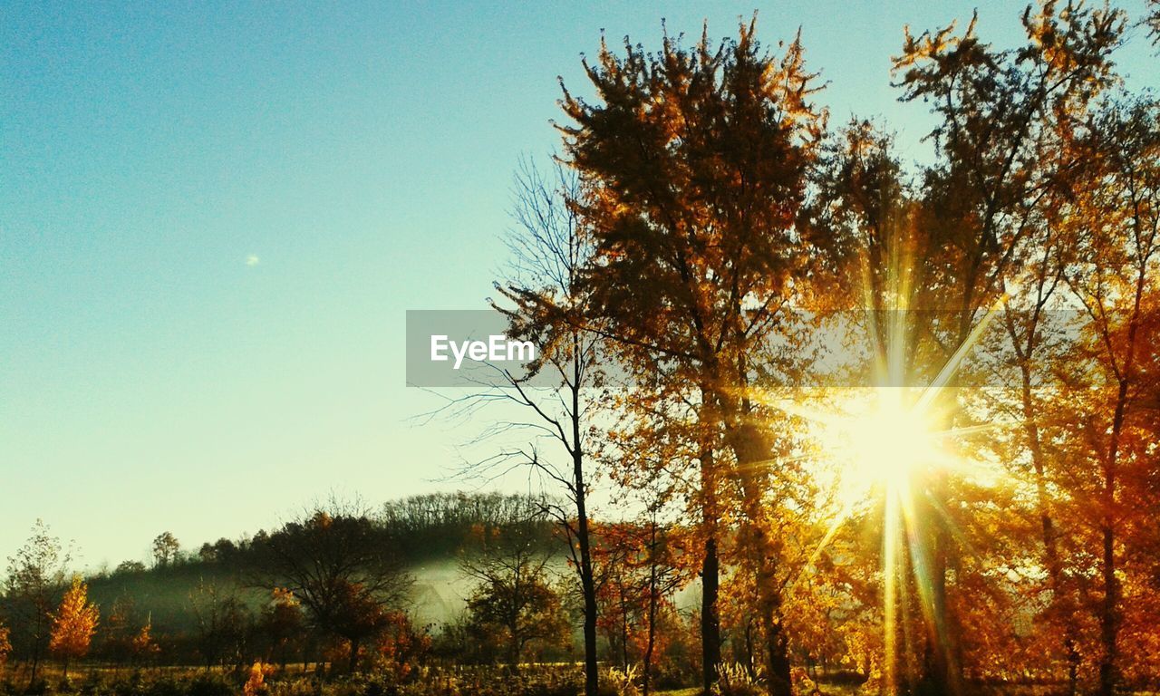 Low angle view of trees growing on field against sky on sunny day