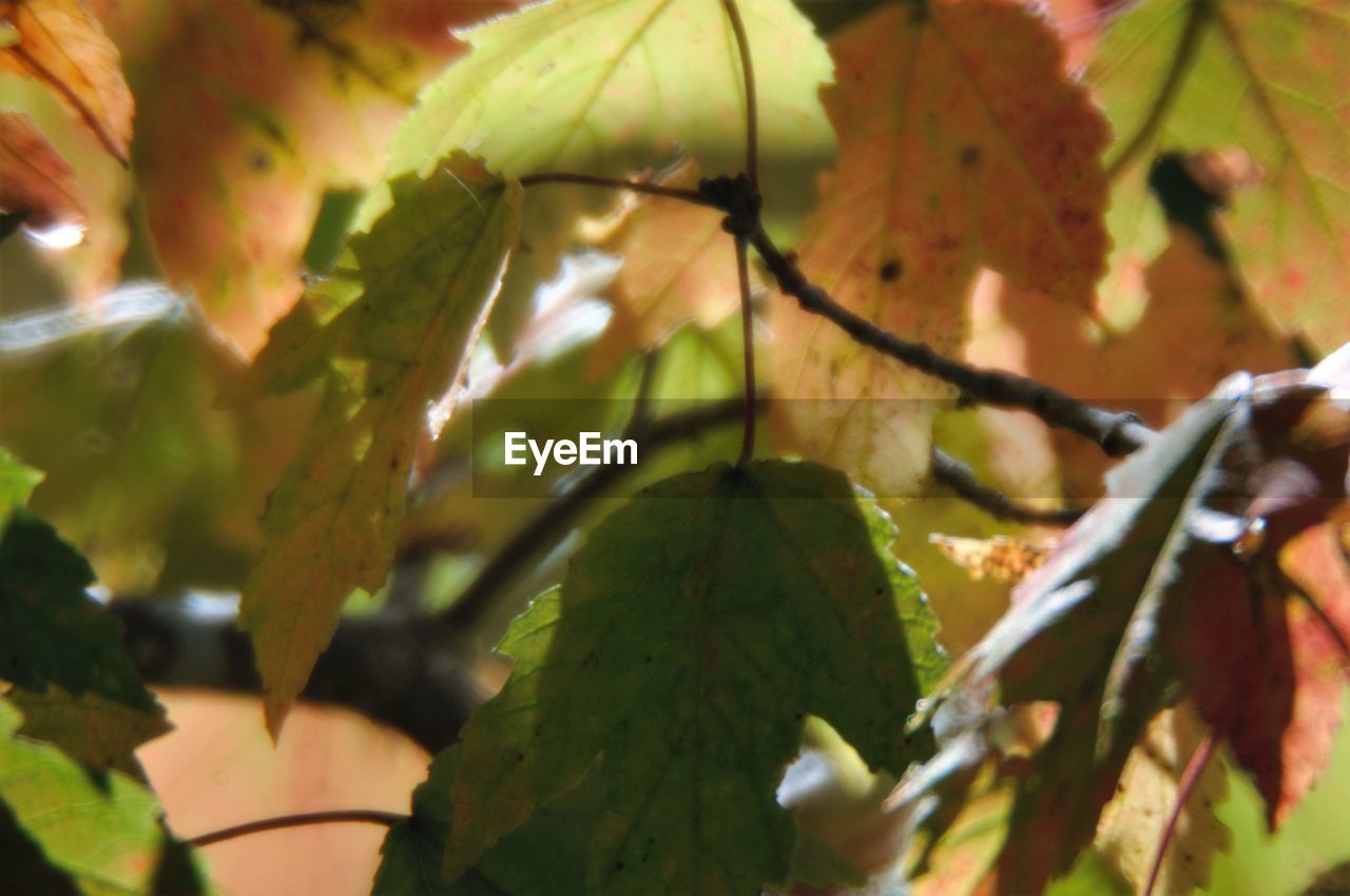 LOW ANGLE VIEW OF FRUIT TREE