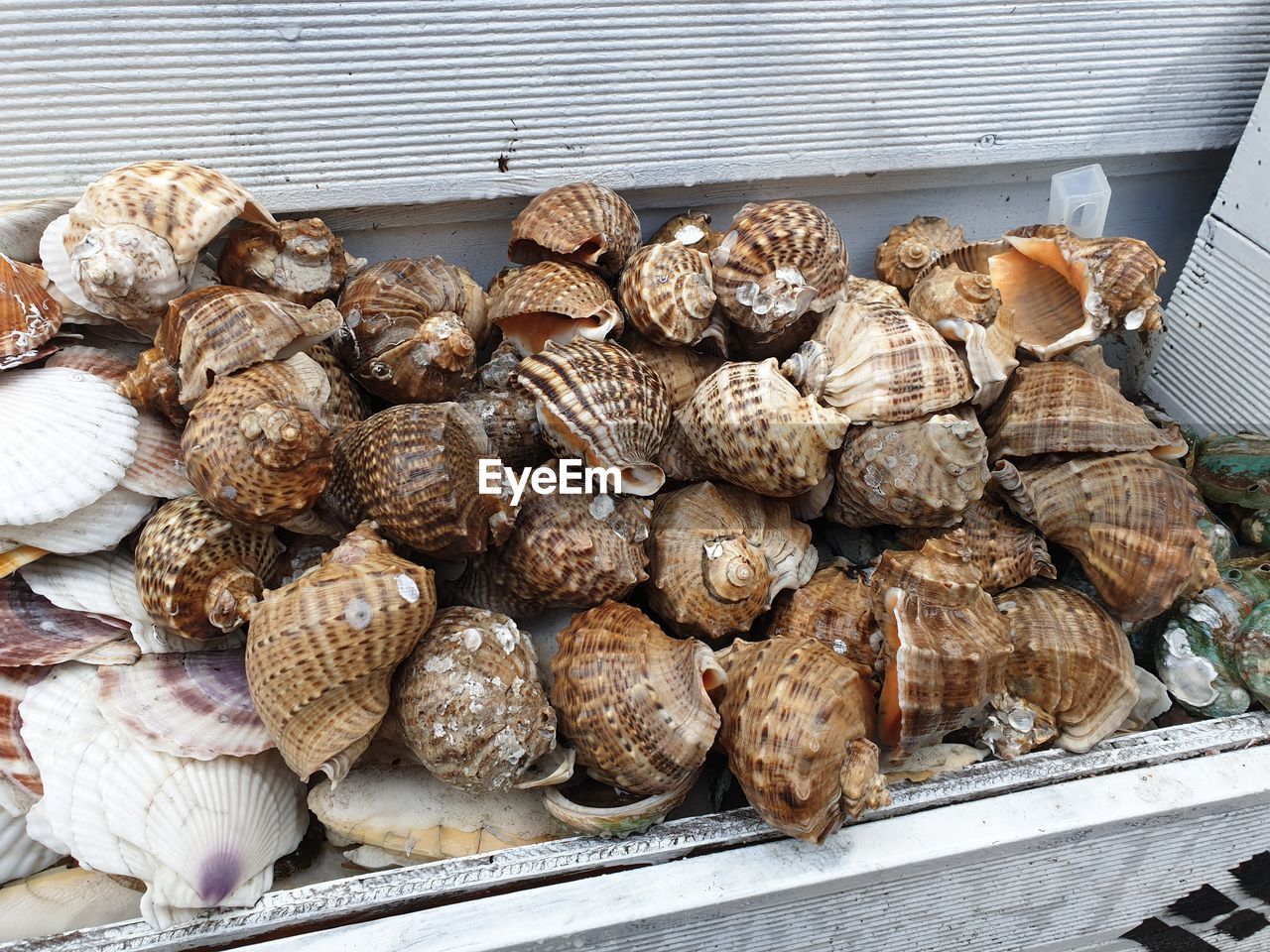 HIGH ANGLE VIEW OF SHELLS FOR SALE