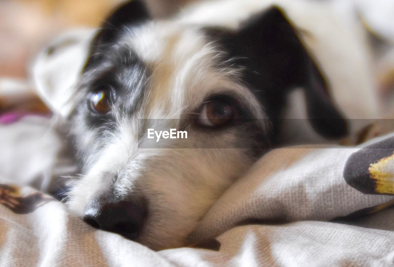 CLOSE-UP PORTRAIT OF DOG LYING DOWN ON BLANKET