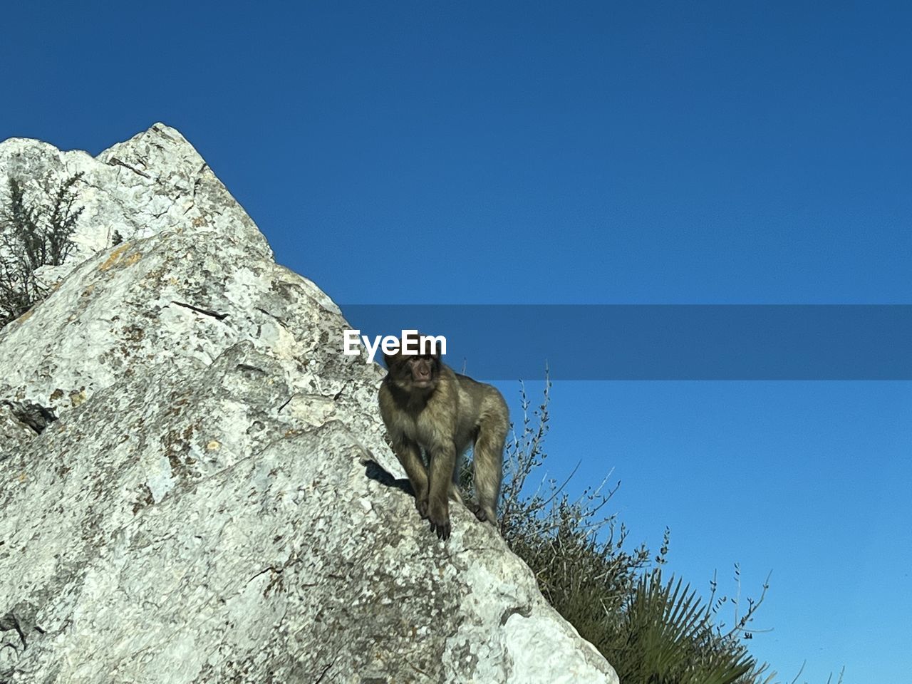 animal, animal themes, one animal, mammal, sky, animal wildlife, wildlife, nature, clear sky, blue, rock, mountain, adventure, no people, low angle view, wilderness, day, outdoors, sunny, mountain range, primate, monkey, climbing, copy space