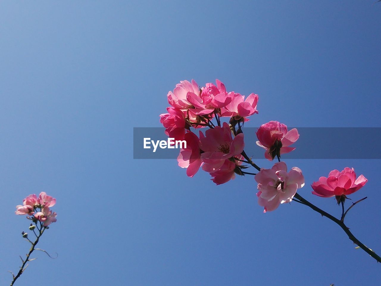 Low angle view of pink flowers blooming on tree against sky