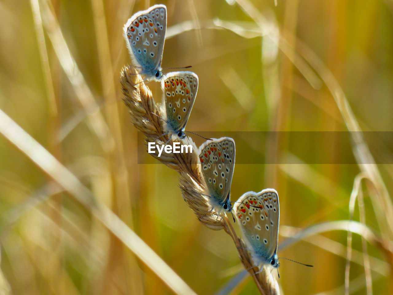 CLOSE-UP OF INSECT ON PLANT