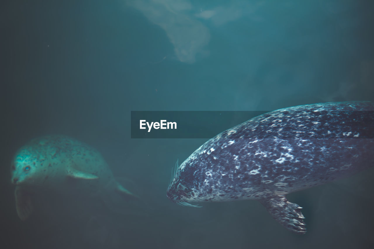 Seals swimming undersea