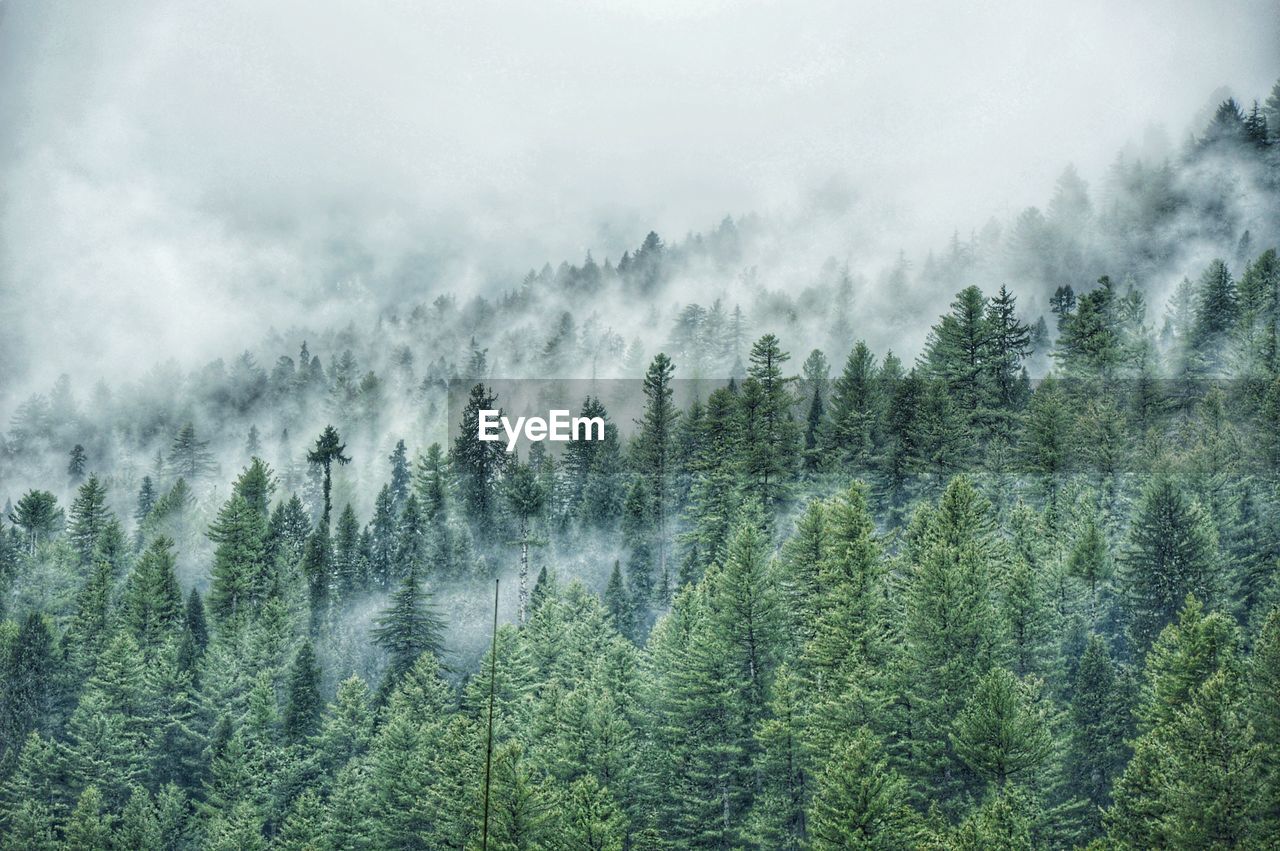 Panoramic view of pine trees against sky