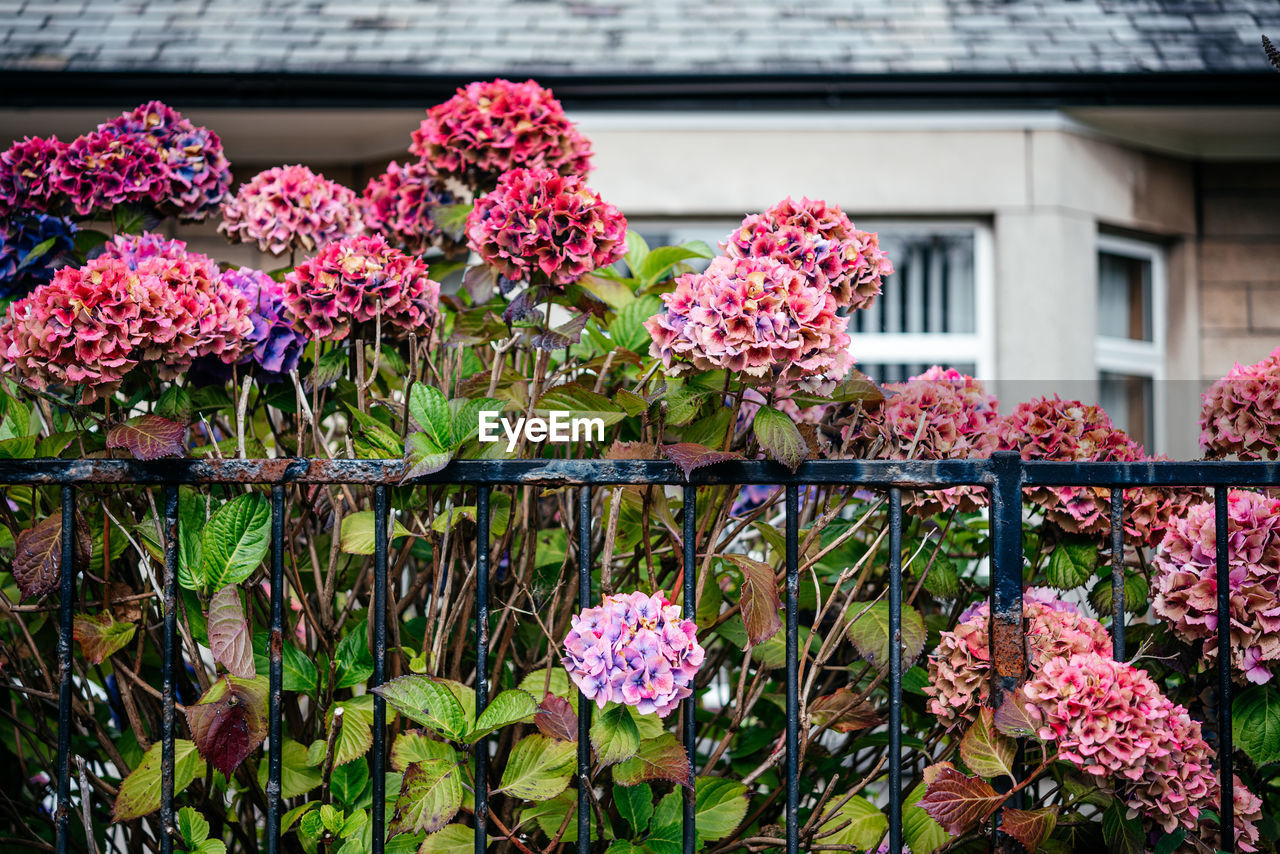 flower, flowering plant, plant, architecture, freshness, floristry, nature, building exterior, built structure, garden, pink, day, no people, growth, beauty in nature, outdoors, fragility, building, close-up, focus on foreground, blossom, shrub, house